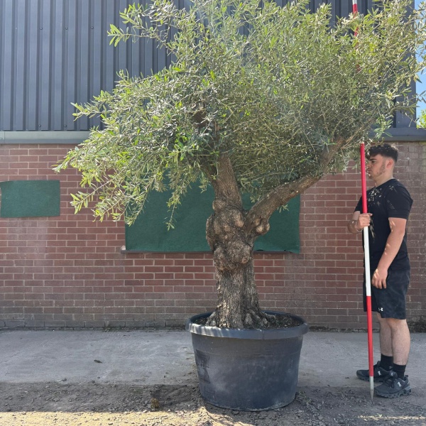 Wonderful Branched Specimen Olive Fruit Tree 19072