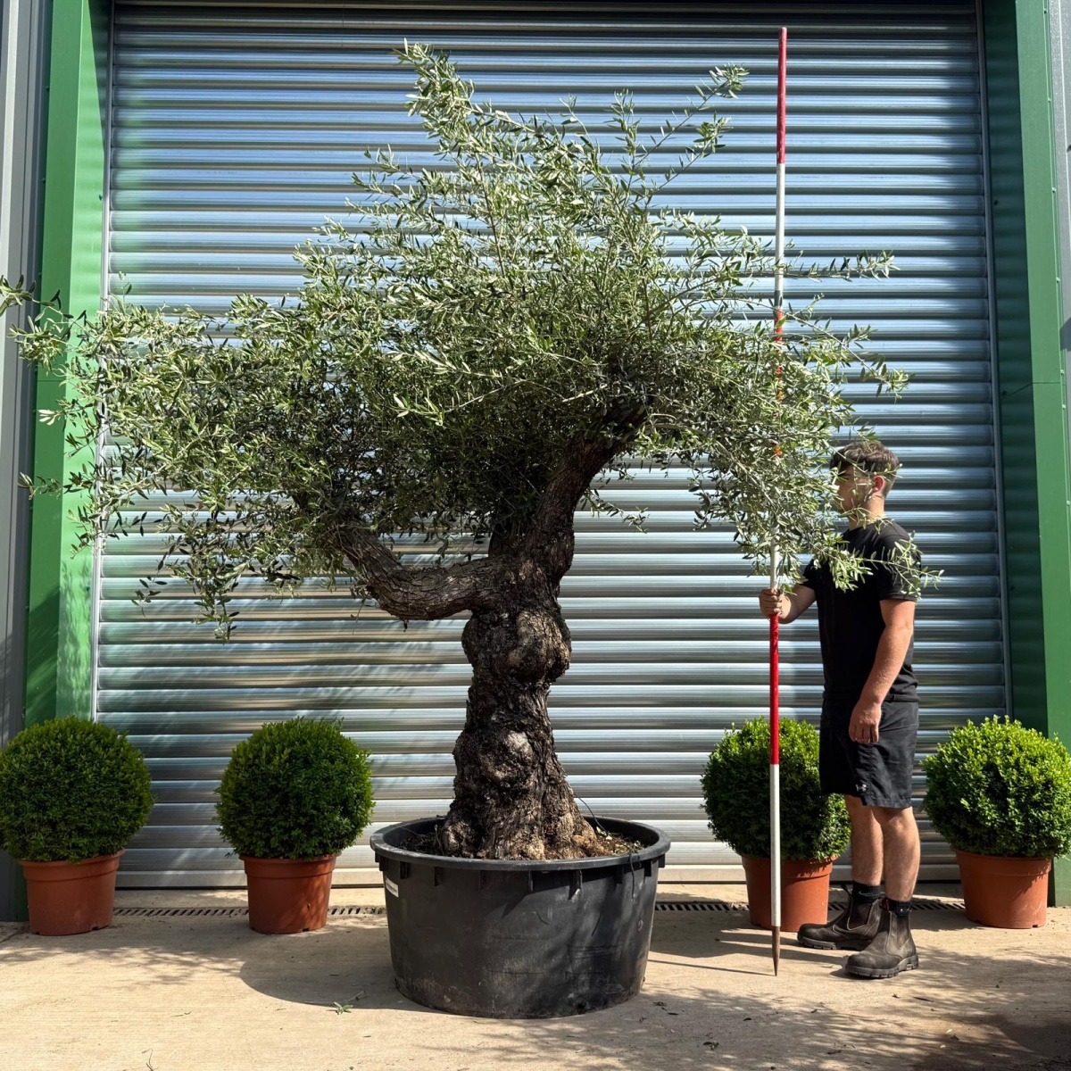 Beautiful Branched Ancient Specimen Olive Fruit Tree 19102