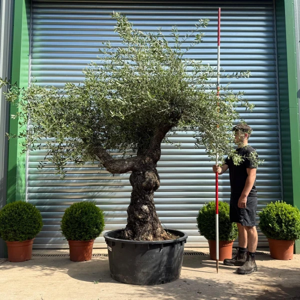 Beautiful Branched Ancient Specimen Olive Fruit Tree 19102