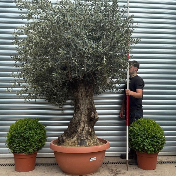 Amazing Ancient Specimen Olive Fruit Tree in Our Bowl Format 19106