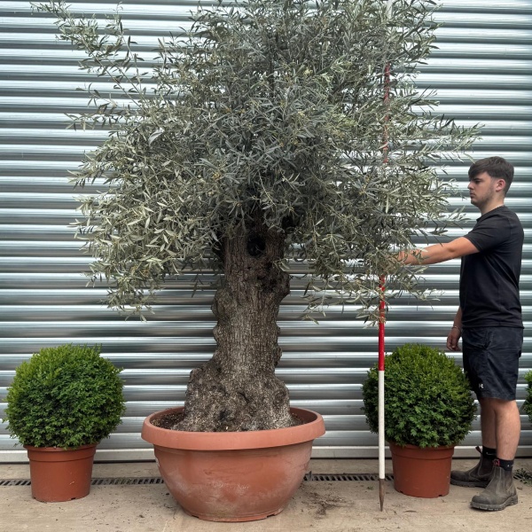 Beautiful Ancient Specimen Olive Fruit Tree in Our Bowl Format 19108