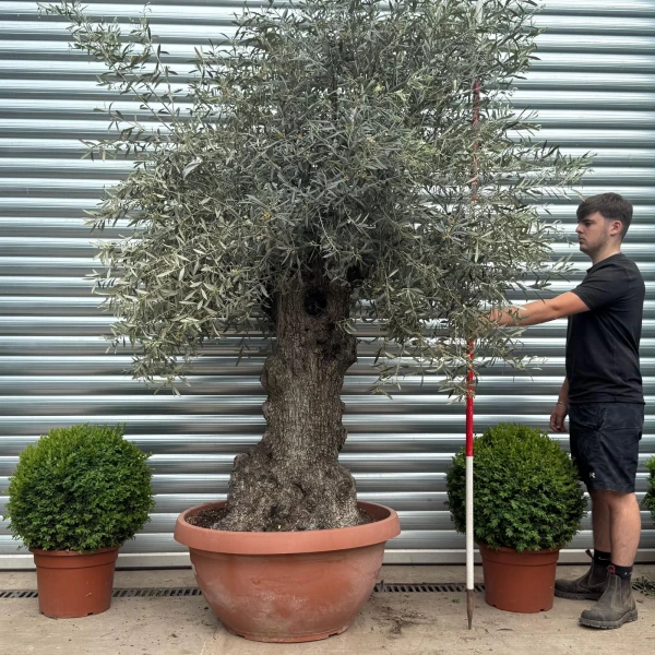 Beautiful Ancient Specimen Olive Fruit Tree in Our Bowl Format 19108