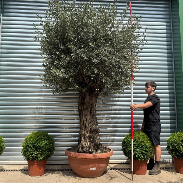 Beautiful Ancient Specimen Olive Fruit Tree in Our Bowl Format 19109