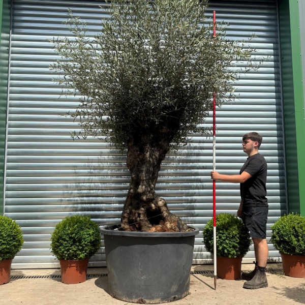 Stunning Bold Ancient Specimen Olive Fruit Tree 19111