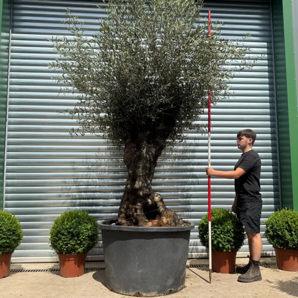 Stunning Bold Ancient Specimen Olive Fruit Tree 19111