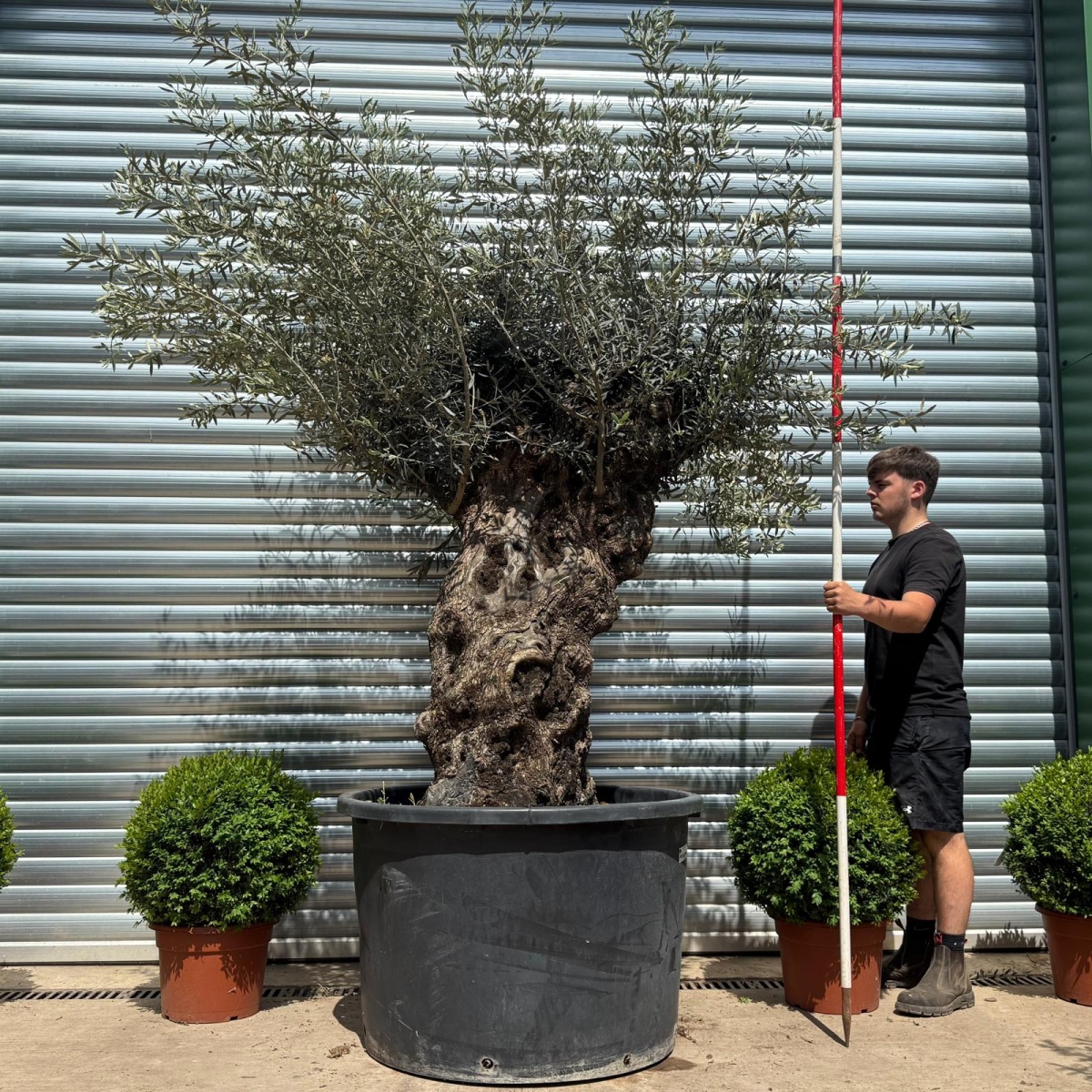 Stunning Bold Ancient Specimen Olive Fruit Tree 19112