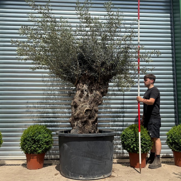 Stunning Bold Ancient Specimen Olive Fruit Tree 19112