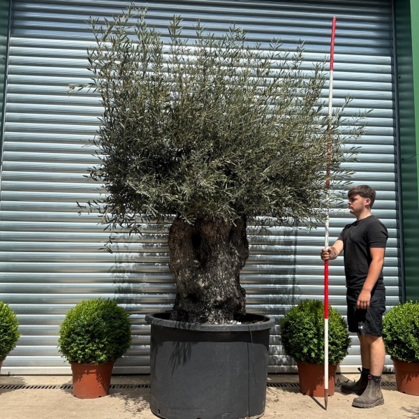 Stunning Bold Ancient Specimen Olive Fruit Tree 19113