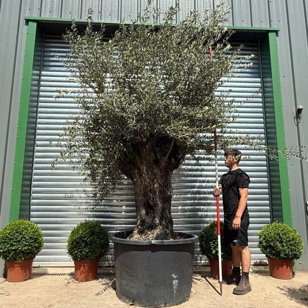 Stunning Bold Ancient Specimen Olive Fruit Tree 19114