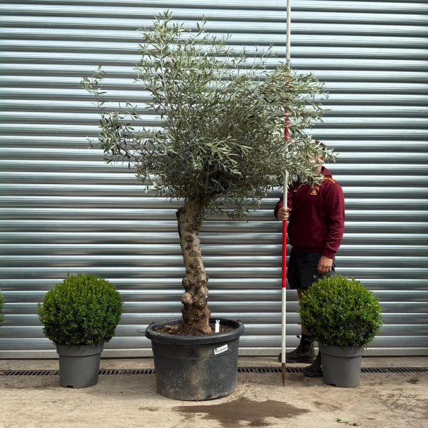 Beautiful Characterful Mature Specimen Olive Fruit Tree 19127