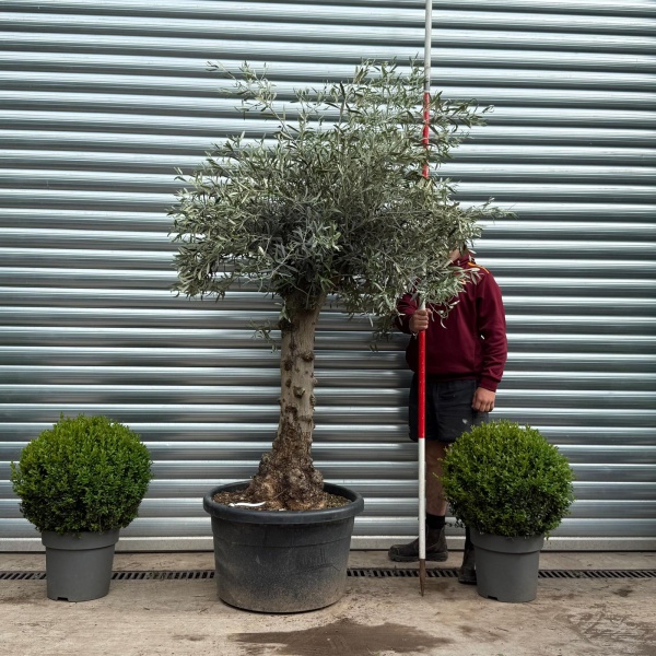 Beautiful Characterful Mature Specimen Olive Fruit Tree 19128
