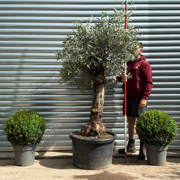 Beautiful Characterful Mature Specimen Olive Fruit Tree 19129