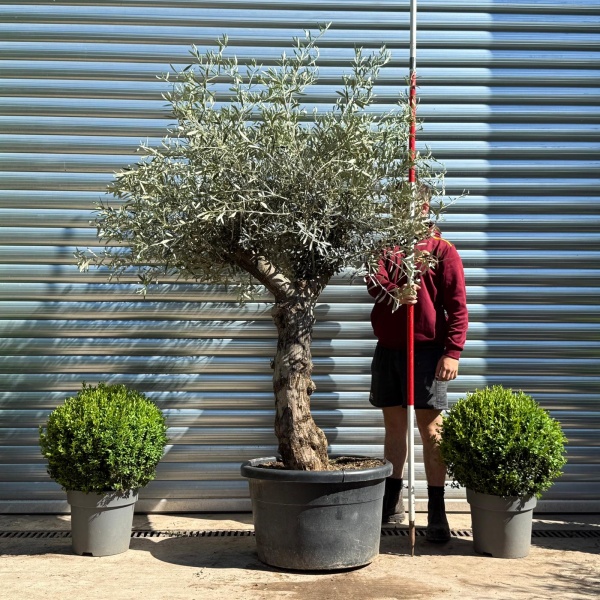 Beautiful Characterful Mature Specimen Olive Fruit Tree 19130