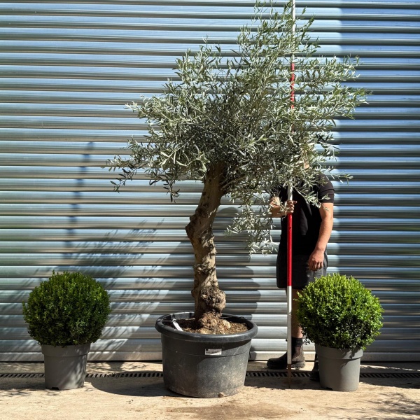 Beautiful Characterful Mature Specimen Olive Fruit Tree 19131