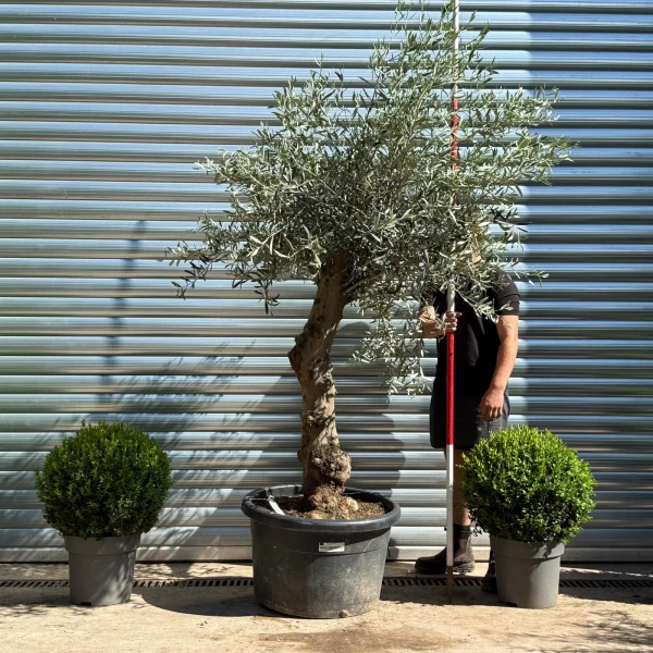 Beautiful Characterful Mature Specimen Olive Fruit Tree 19131