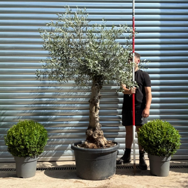 Beautiful Characterful Mature Specimen Olive Fruit Tree 19132