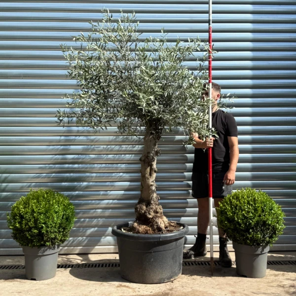 Beautiful Characterful Mature Specimen Olive Fruit Tree 19132