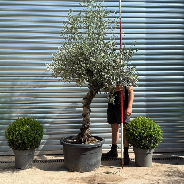 Beautiful Characterful Mature Specimen Olive Fruit Tree 19133