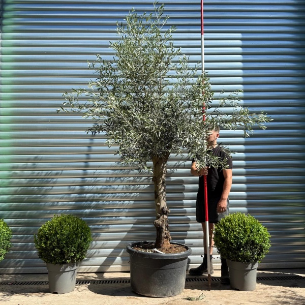 Beautiful Characterful Mature Specimen Olive Fruit Tree 19134