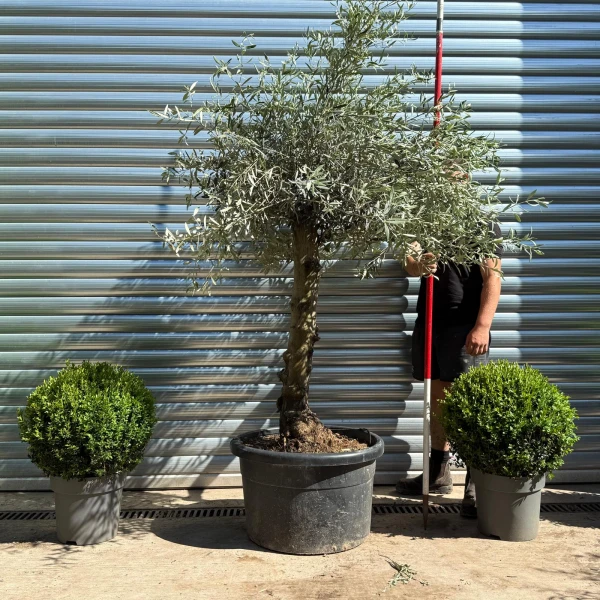 Beautiful Characterful Mature Specimen Olive Fruit Tree 19135