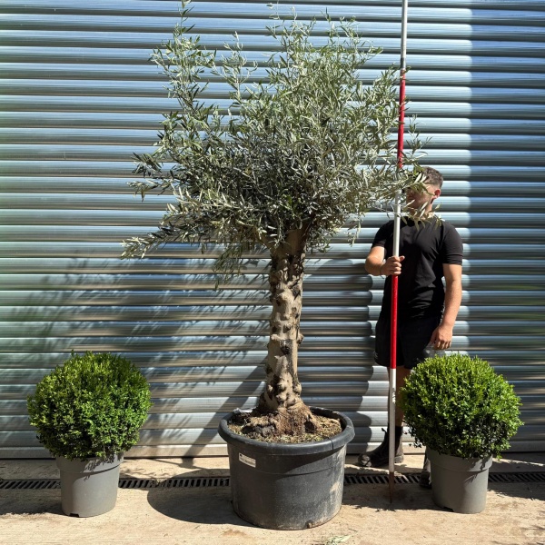 Beautiful Characterful Mature Specimen Olive Fruit Tree 19136