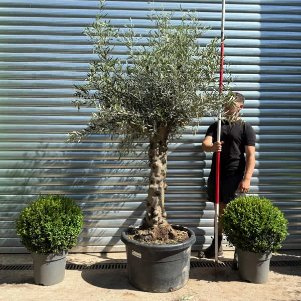 Beautiful Characterful Mature Specimen Olive Fruit Tree 19136