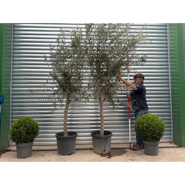The Windsor Mature Olive Fruit Tree Specimen 19160 61 BOGOF