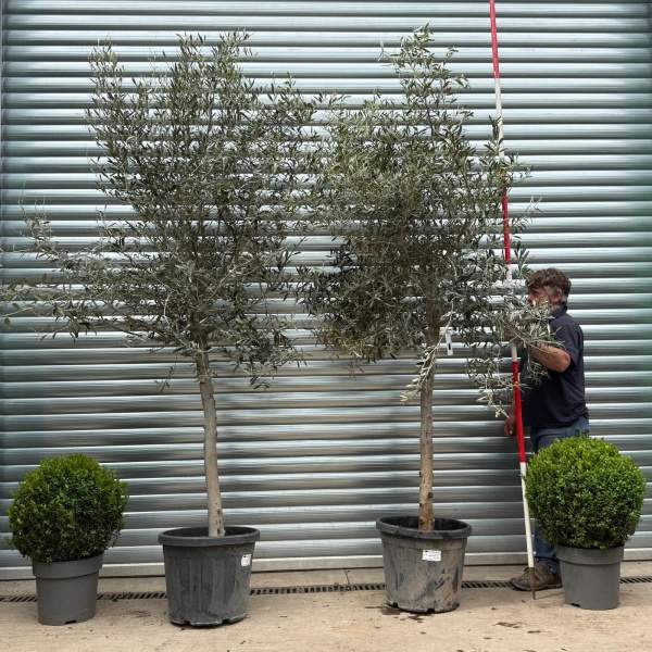 The Windsor Mature Olive Fruit Tree Specimen 19162 63 BOGOF