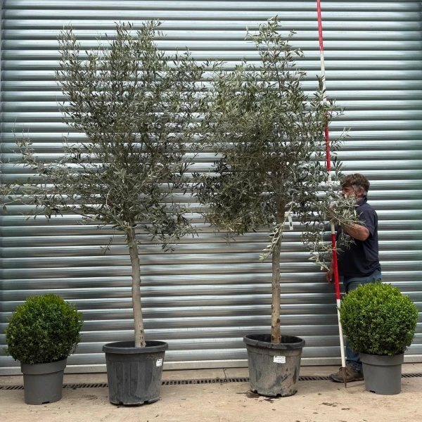 The Windsor Mature Olive Fruit Tree Specimen 19162 63 BOGOF