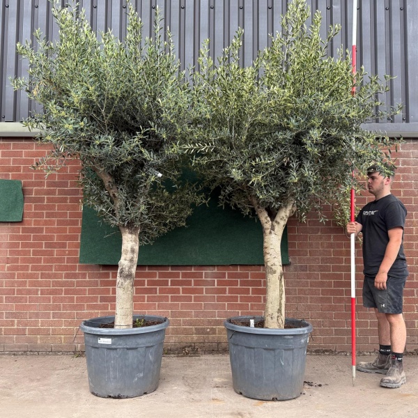 Super Forked Duo of Mature Olive Fruit Tree Specimen 19165 66