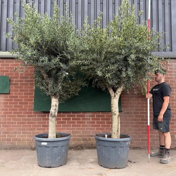 Super Forked Duo of Mature Olive Fruit Tree Specimen 19165 66