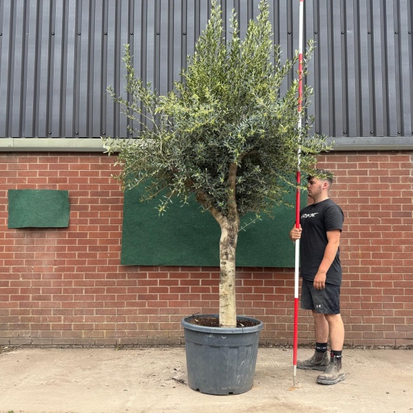 Super Mature Olive Fruit Tree Specimen 19167