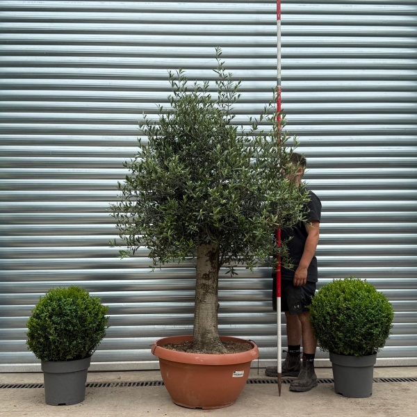 Beautiful Mature Specimen Olive Fruit Tree in Our Bowl Format 19168