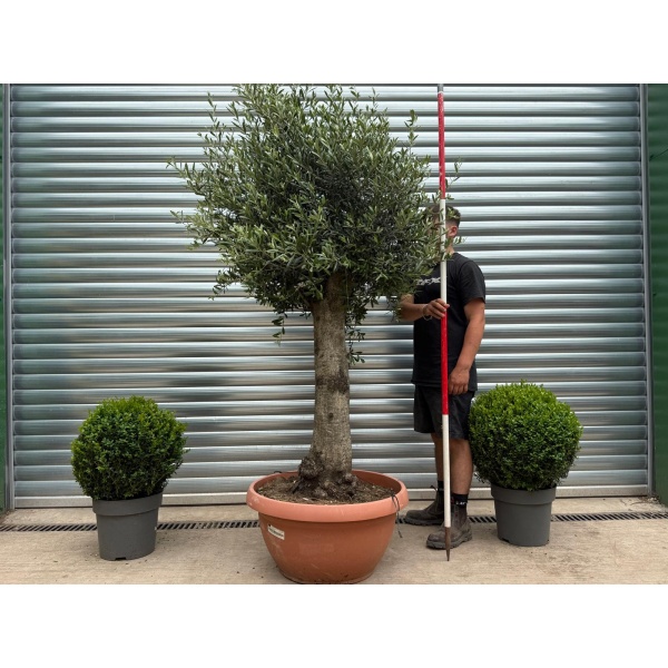 Beautiful Mature Specimen Olive Fruit Tree in Our Bowl Format 19169