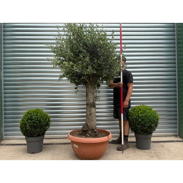 Beautiful Mature Specimen Olive Fruit Tree in Our Bowl Format 19169