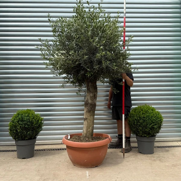 Beautiful Mature Specimen Olive Fruit Tree in Our Bowl Format 19170
