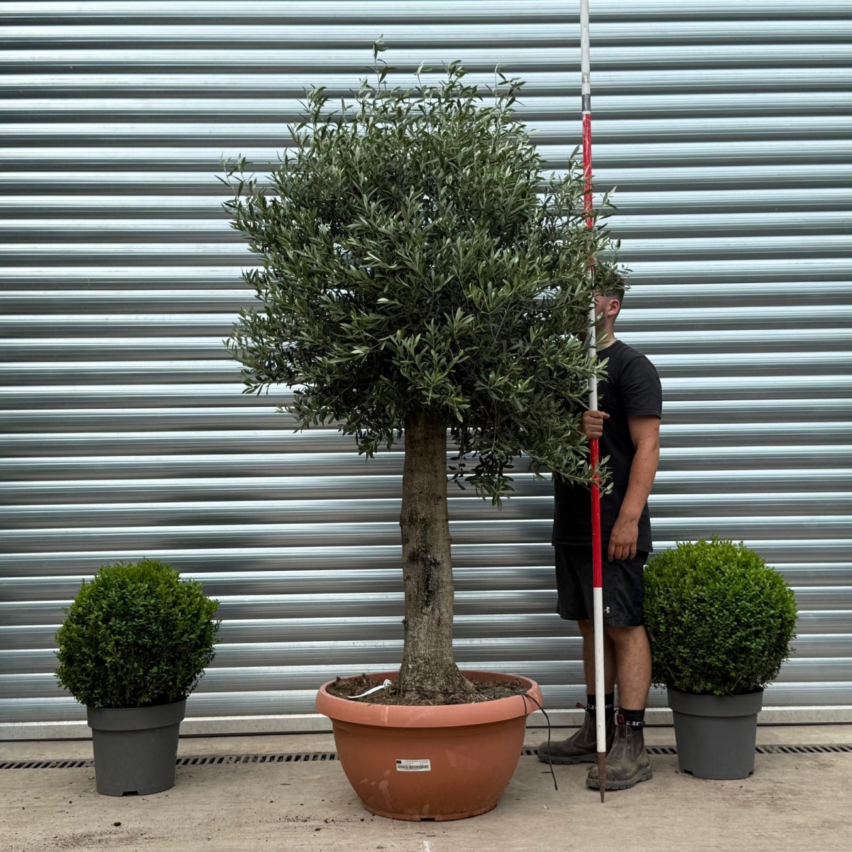 Beautiful Mature Specimen Olive Fruit Tree in Our Bowl Format 19171