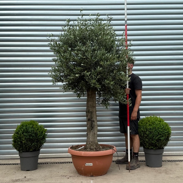 Beautiful Mature Specimen Olive Fruit Tree in Our Bowl Format 19171