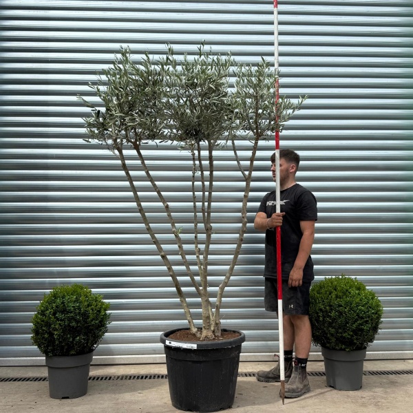 Trendy Multi-Stem Mature Olive Fruit Tree Specimen 19172