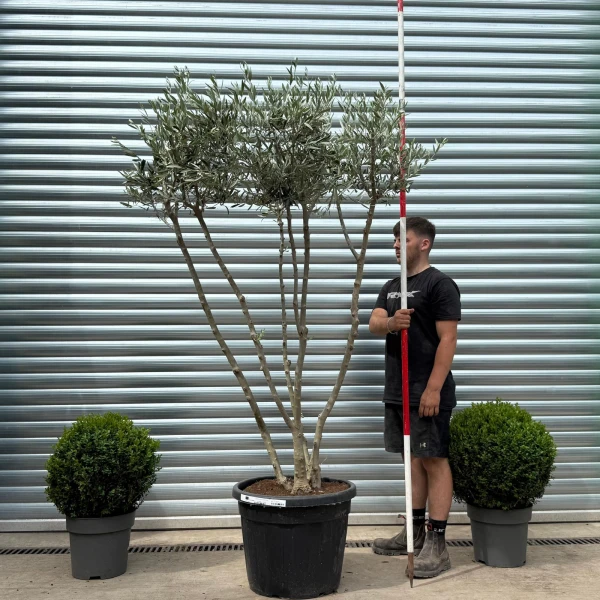 Trendy Multi-Stem Mature Olive Fruit Tree Specimen 19172