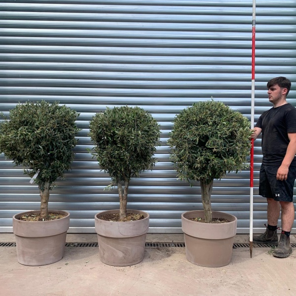 Super Mature Olive Fruit Tree Specimen TRIO with our Grey Terracotta Pots 19174 5 6v