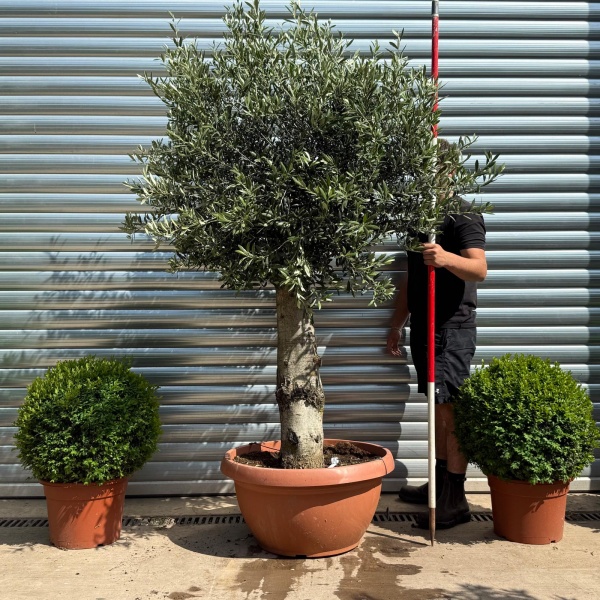 Beautiful Mature Specimen Olive Fruit Tree in Our Bowl Format 19177