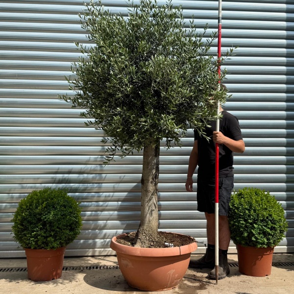 Beautiful Mature Specimen Olive Fruit Tree in Our Bowl Format 19178