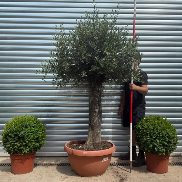 Beautiful Mature Specimen Olive Fruit Tree in Our Bowl Format 19179