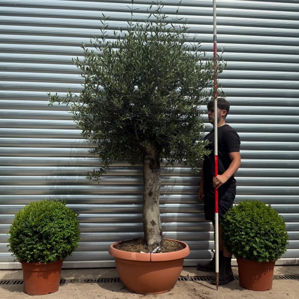 Beautiful Mature Specimen Olive Fruit Tree in Our Bowl Format 19180