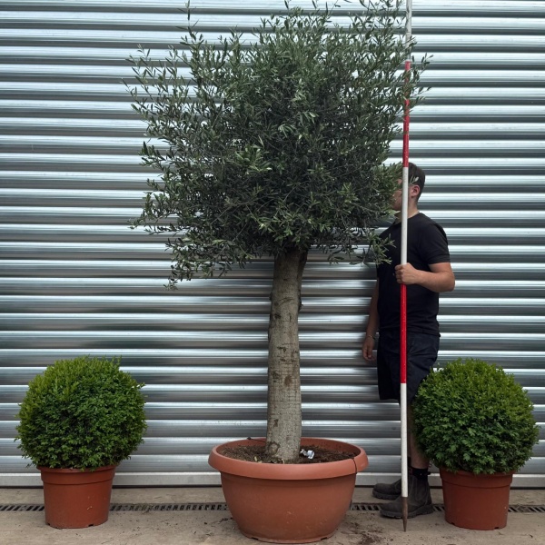 Beautiful Mature Specimen Olive Fruit Tree in Our Bowl Format 19181