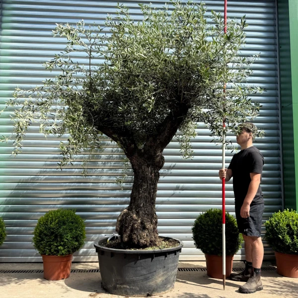 Super Specimen Olive Fruit Tree 19182