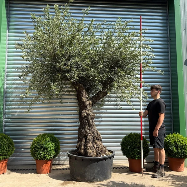 Super Specimen Olive Fruit Tree 19183