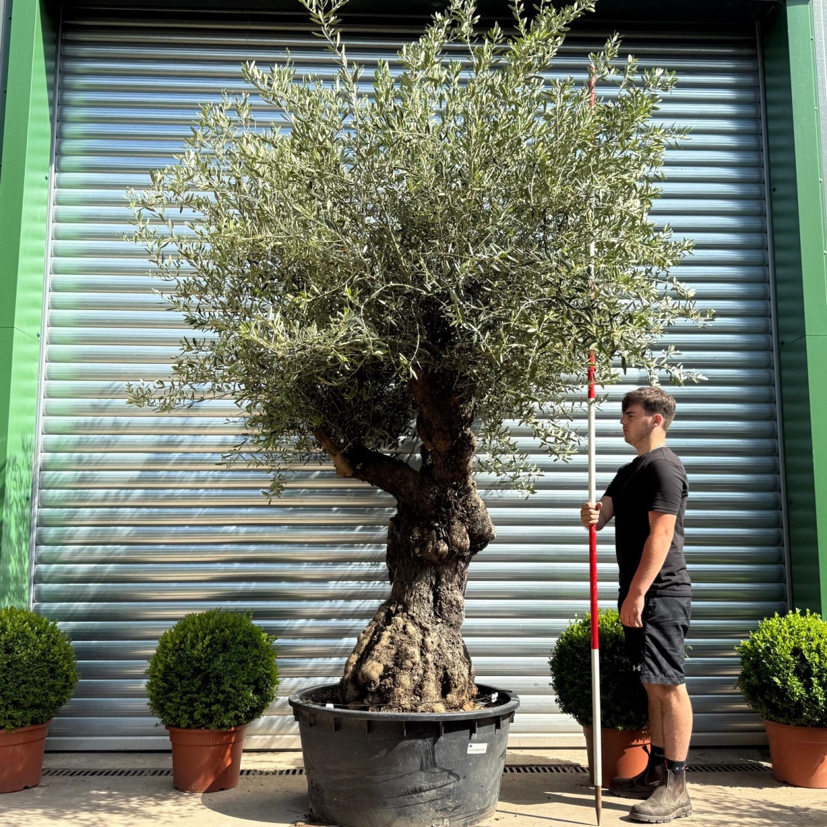 Dramatic Branched Specimen Olive Fruit Tree 19184