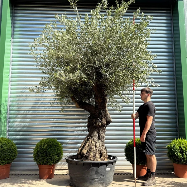 Dramatic Branched Specimen Olive Fruit Tree 19184